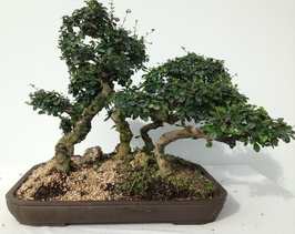 wholesale bonsai pots wholesale bonsai trees, H&F Import Bonsai Pots