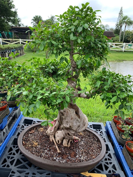最高 H&O.cp Plants sサイズ(口径Φ12cm) TYPE-001 pot - 鉢 ...