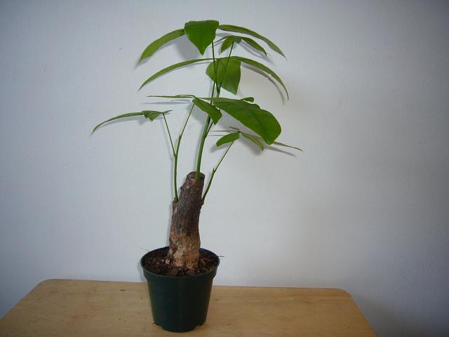 BS015001